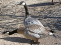 Taverner's Cackling Geese